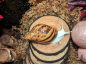 Preview: Archachatina Marginata Ovum Albino